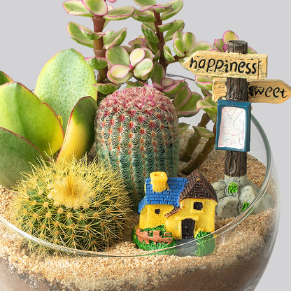 DIY Succulent Plant Set