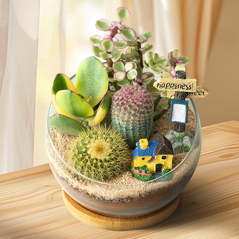 DIY Succulent Plant Set