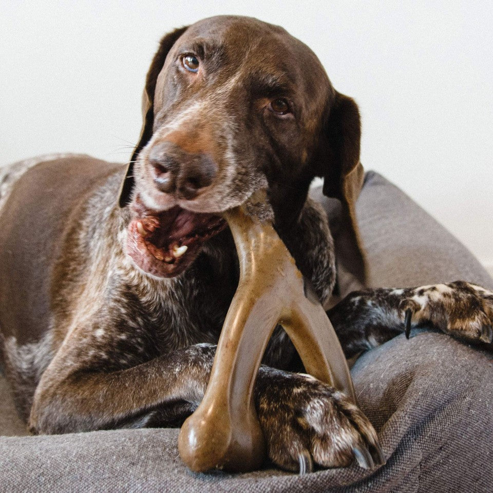 dog chew toy