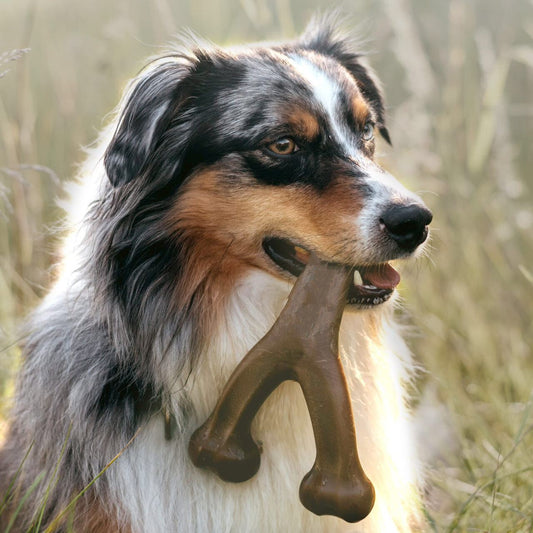 dog chew toy