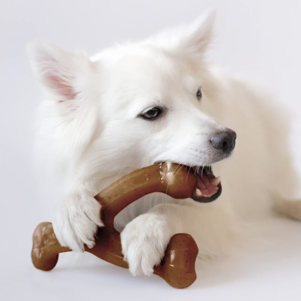 dog chew toy