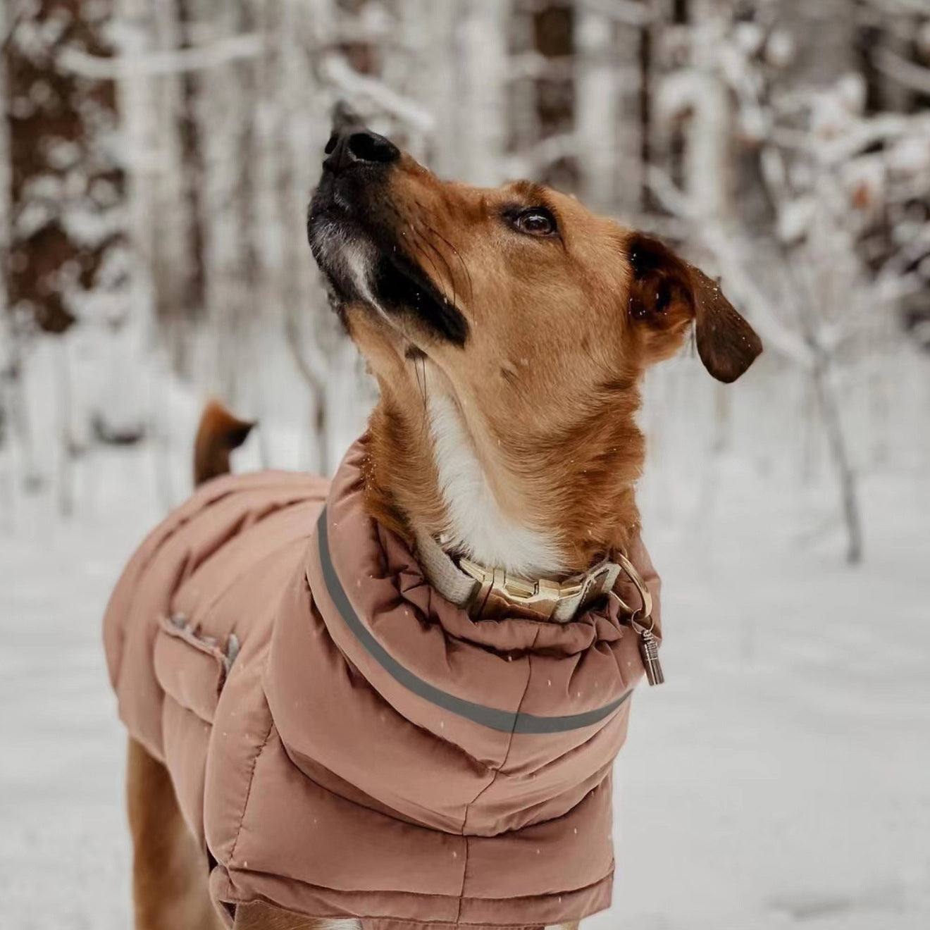 Dog clothes