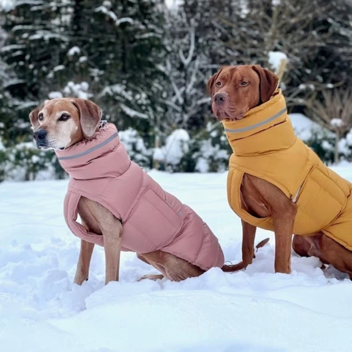 Dog clothes