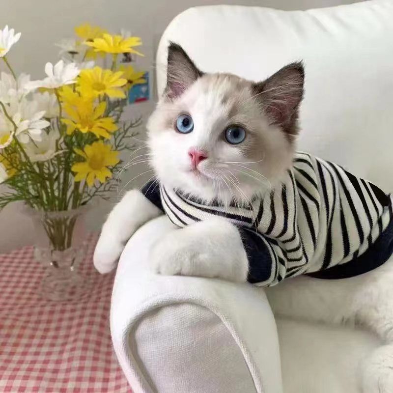 Dog clothes