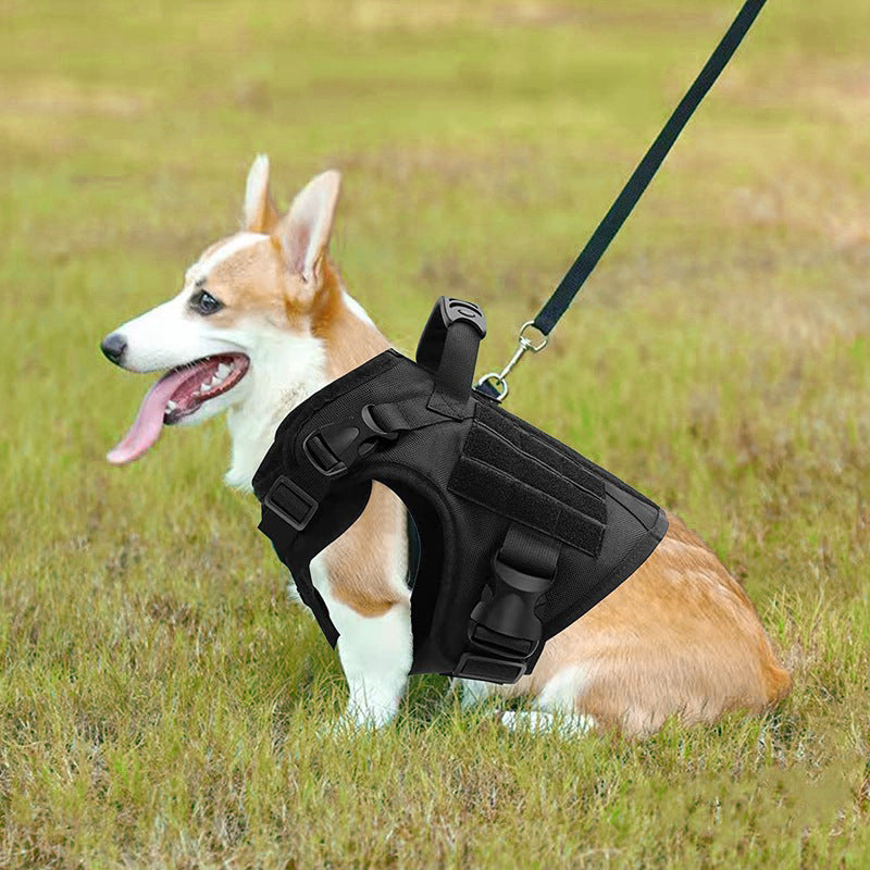 Dog collar leash