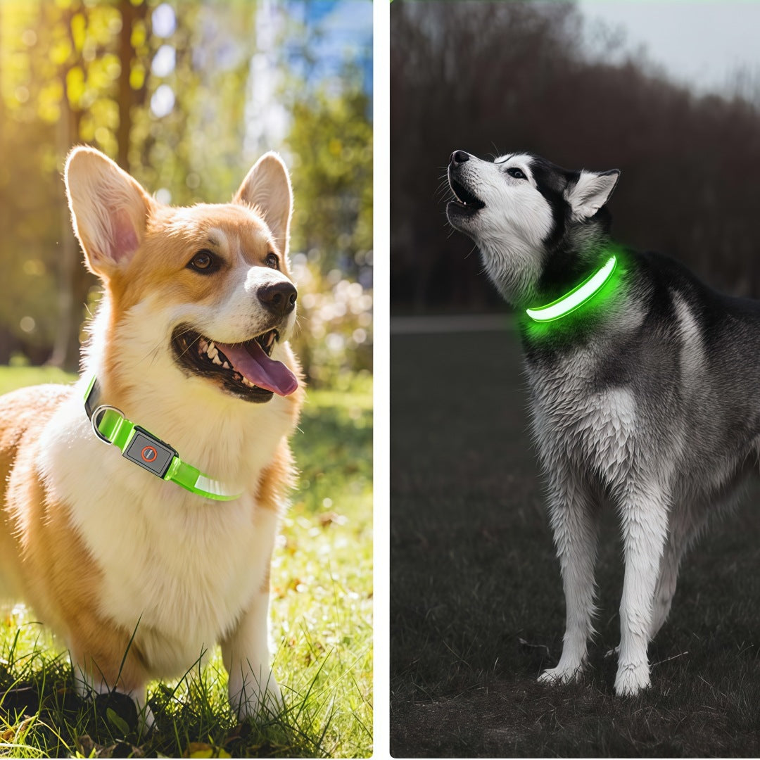 Dog Collar
