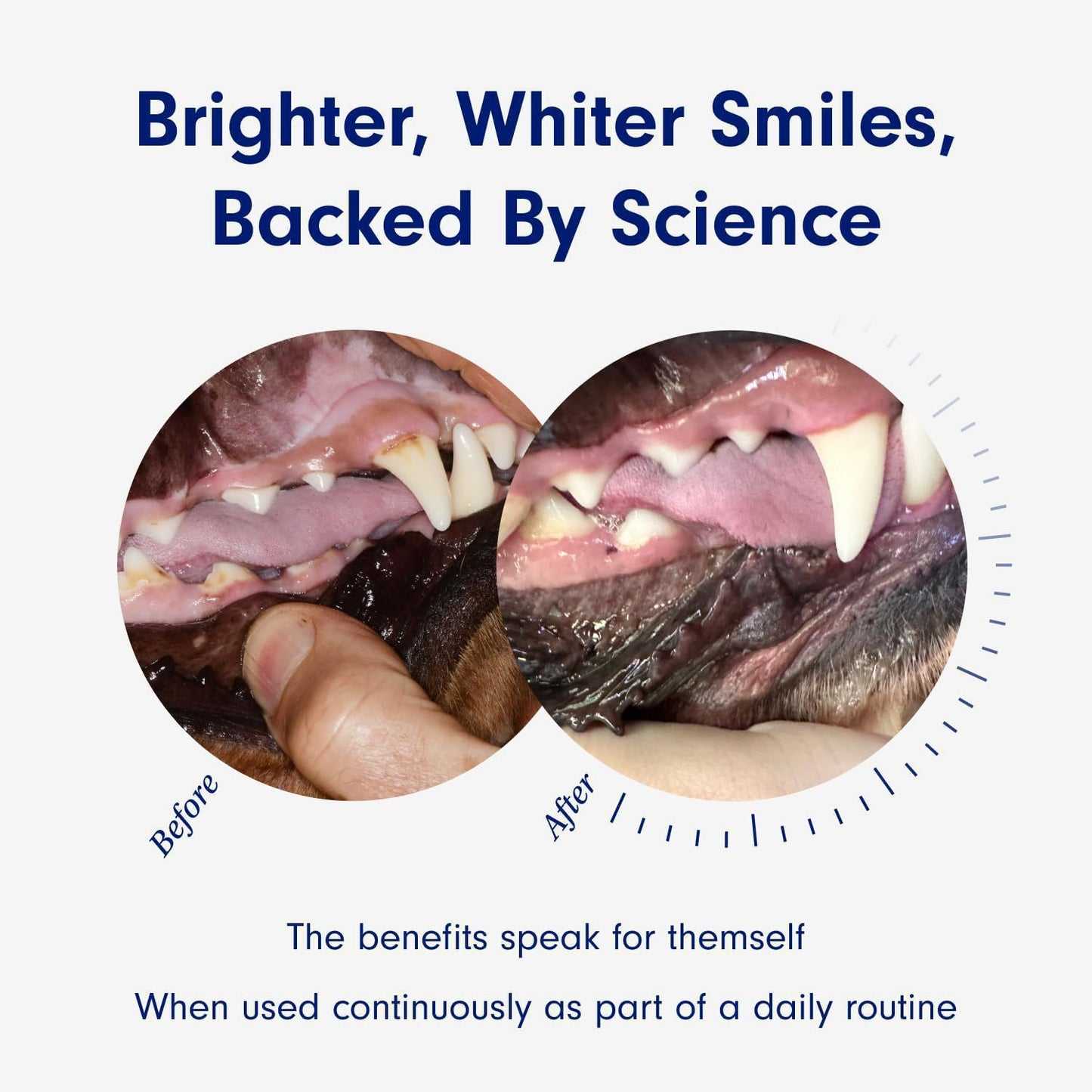 Dog Dental Care Powder