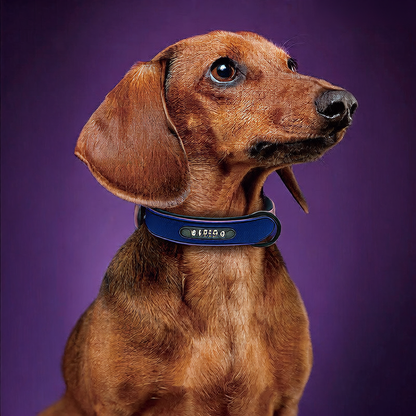 Dog Pet Collar
