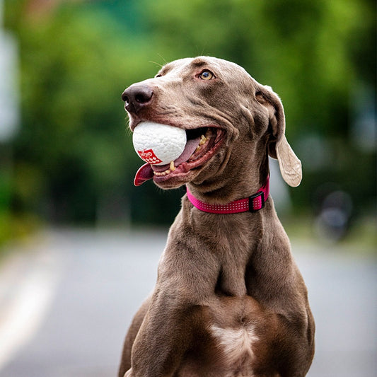 Dog Toy Ball