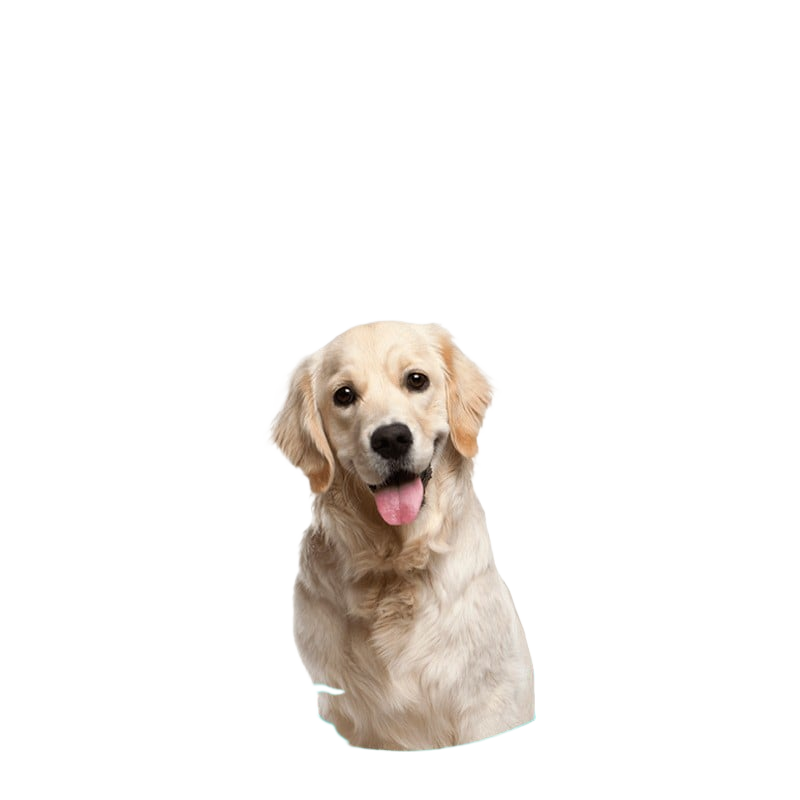Dog toy - durable pet chew stick for grinding teeth