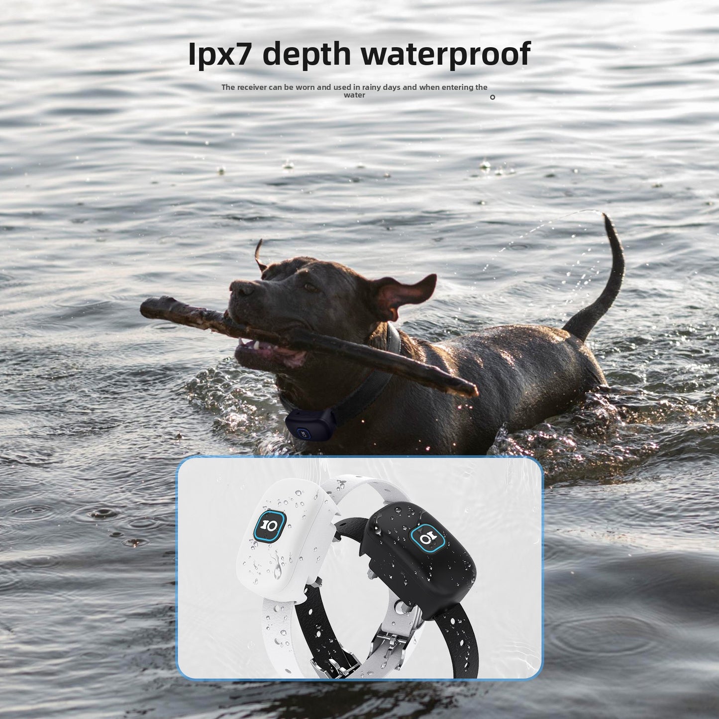 Dog Training Collar