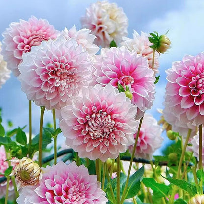 Double Dahlia Flower Bulbs Perennial Garden Planting