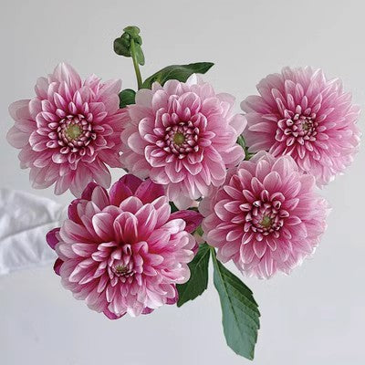 Double Dahlia Flower Bulbs Perennial Garden Planting