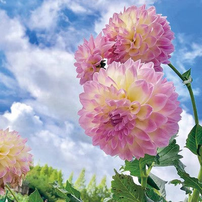 Double Dahlia Flower Bulbs Perennial Garden Planting