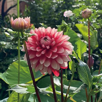 Double Dahlia Flower Bulbs Perennial Garden Planting
