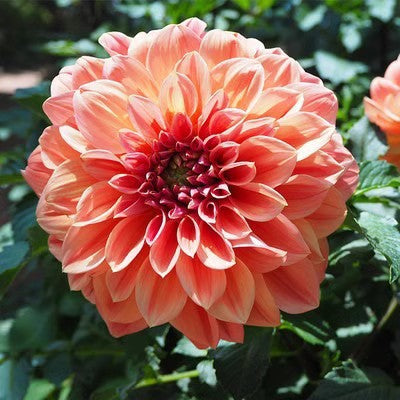 Double Dahlia Flower Bulbs Perennial Garden Planting