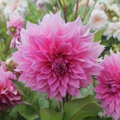 Double Dahlia Flower Bulbs Perennial Garden Planting