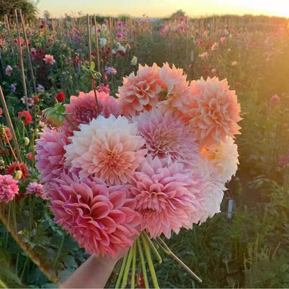 Double Dahlia Flower Bulbs Perennial Garden Planting