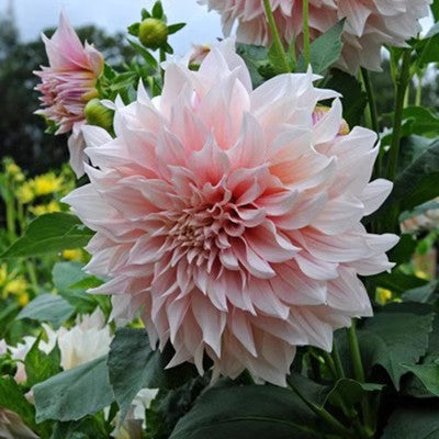 Double Dahlia Flower Bulbs Perennial Garden Planting