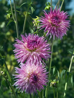 Double Dahlia Flower Bulbs Perennial Garden Planting