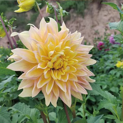 Double Dahlia Flower Bulbs Perennial Garden Planting