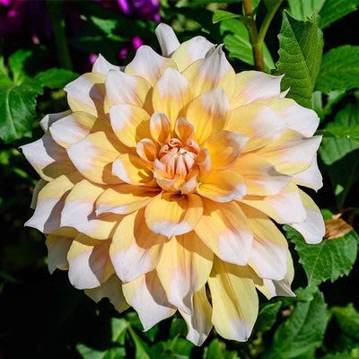Double Dahlia Flower Bulbs Perennial Garden Planting