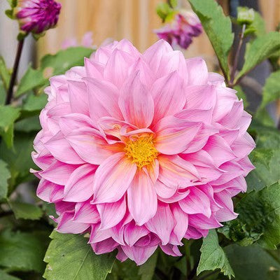 Double Dahlia Flower Bulbs Perennial Garden Planting