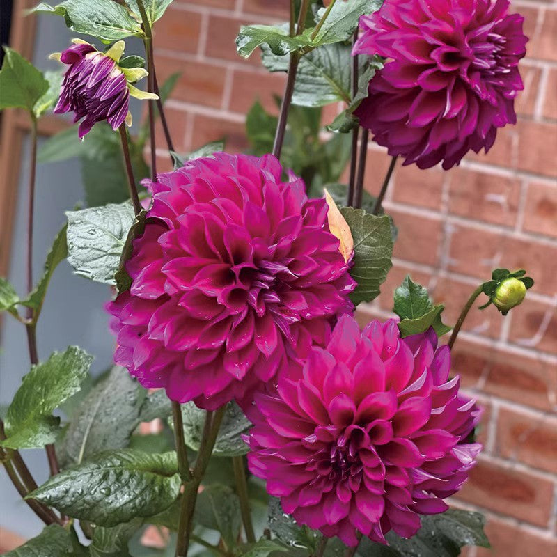 Double Dahlia Flower Bulbs Perennial Garden Planting