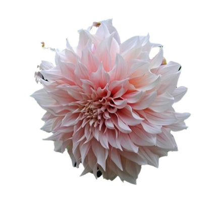 Double Dahlia Flower Bulbs Perennial Garden Planting