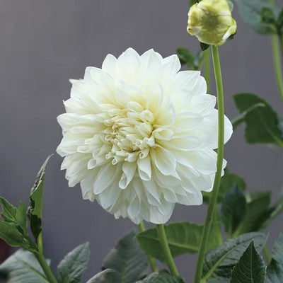 Double Dahlia Flower Bulbs Perennial Garden Planting