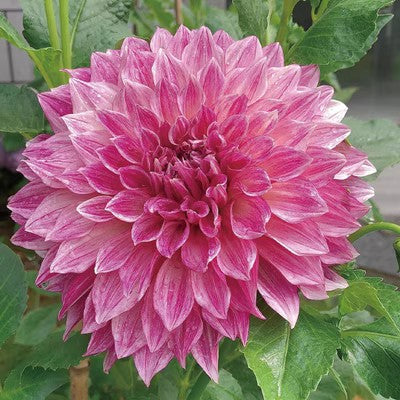 Double Dahlia Flower Bulbs Perennial Garden Planting
