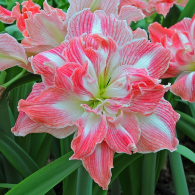 Double-flowered bulbs