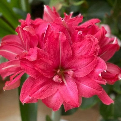 Double-flowered bulbs