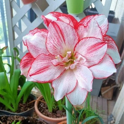 Double-flowered bulbs