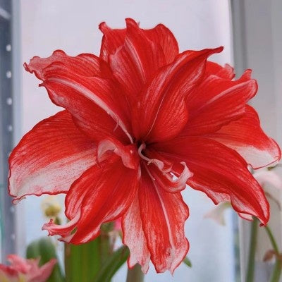 Double-flowered bulbs