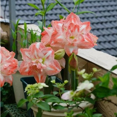 Double-flowered bulbs