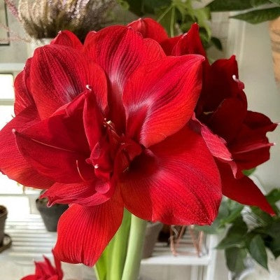 Double-flowered bulbs