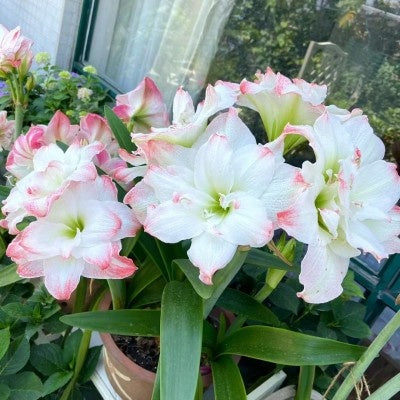 Double-flowered bulbs