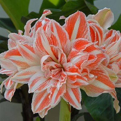 Double-flowered bulbs
