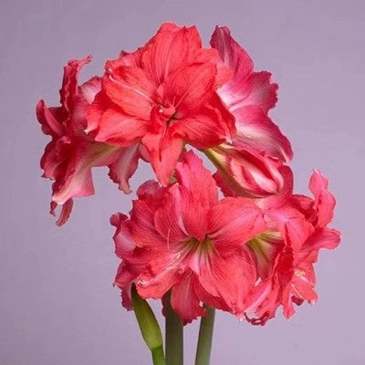 Double-flowered bulbs
