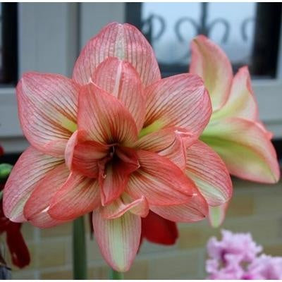 Double-flowered bulbs