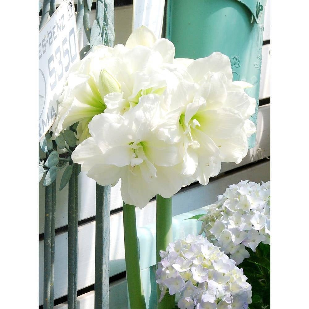 Double-flowered bulbs