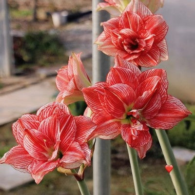 Double-flowered bulbs
