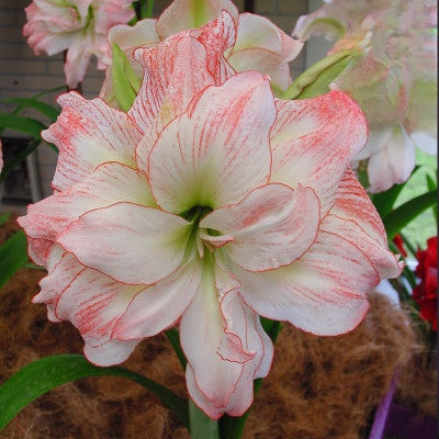 Double-flowered bulbs