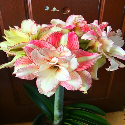 Double-flowered bulbs