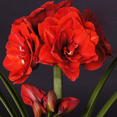 Double-flowered bulbs