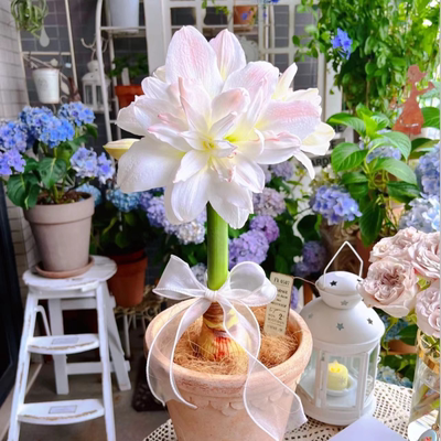 Double-flowered bulbs