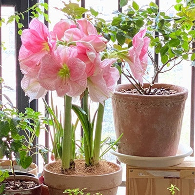 Double-flowered bulbs