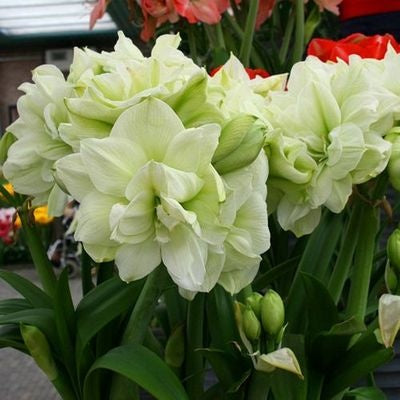 Double-flowered bulbs