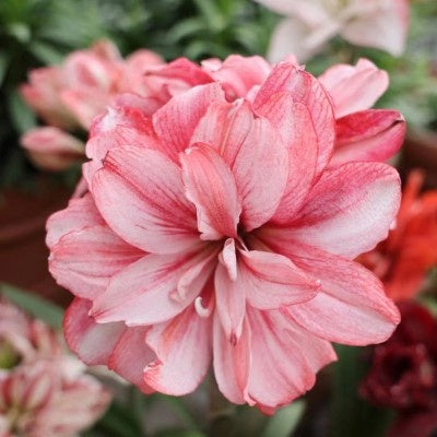 Double-flowered bulbs